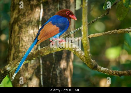 Sri Lanka or Ceylon Blue-Magpie - Urocissa ornata brightly coloured bird Corvidae in Sri Lanka, hunting in the dense canopy, blue, red colourful magpi Stock Photo