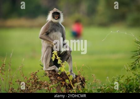 Tufted gray langur Semnopithecus priam also known Madras gray and Coromandel sacred langur, Old World mainly a leaf-eating monkey, found in southeast Stock Photo