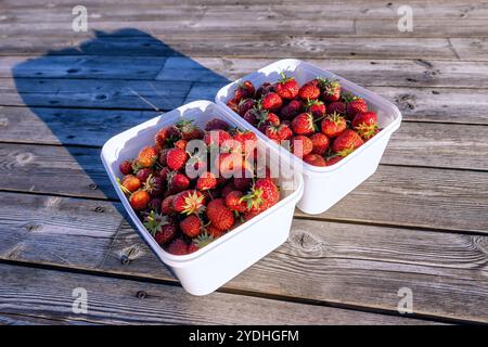 Two white plastic containers brimming with freshly picked strawberries sit on a weathered wooden surface, bathed in natural sunlight Stock Photo