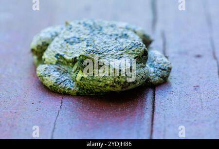 A grey tree frog sitting on wood trying to blend in with arms and legs tucked.  Close up Macro shot Stock Photo