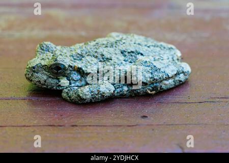 A grey tree frog sitting on wood trying to blend in with arms and legs tucked.  Close up Macro shot Stock Photo