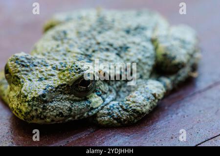 A grey tree frog sitting on wood trying to blend in with arms and legs tucked.  Close up Macro shot Stock Photo