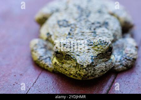 A grey tree frog sitting on wood trying to blend in with arms and legs tucked.  Close up Macro shot Stock Photo