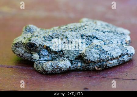 A grey tree frog sitting on wood trying to blend in with arms and legs tucked.  Close up Macro shot Stock Photo