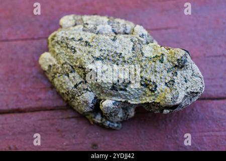 A grey tree frog sitting on wood trying to blend in with arms and legs tucked.  Close up Macro shot Stock Photo