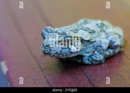 A grey tree frog sitting on wood trying to blend in with arms and legs tucked.  Close up Macro shot Stock Photo