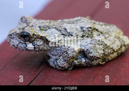 A grey tree frog sitting on wood trying to blend in with arms and legs tucked.  Close up Macro shot Stock Photo