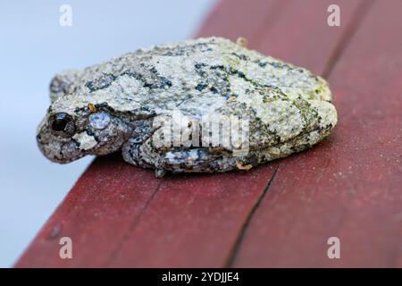 A grey tree frog sitting on wood trying to blend in with arms and legs tucked.  Close up Macro shot Stock Photo