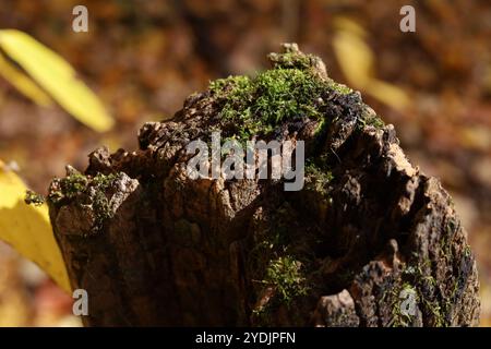 Moss growing on rotting wood fence post close-up Stock Photo