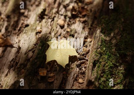 Solitary fall maple leaf with water drops on decaying log Stock Photo