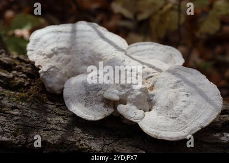 Large white fungus growing on fallen tree in woods Stock Photo