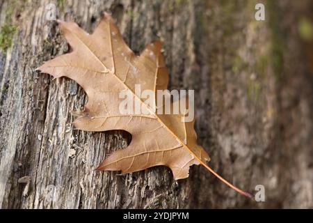 Brown fall season oak leaf laying on old log Stock Photo