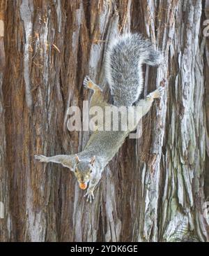 Eastern Gray Squirrel on Redwood Tree Trunk with Acorn. Santa Clara County, California, USA. Stock Photo