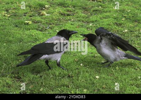 Hungry fledgling Hooded crow, Corvus cornix begging food from his parent on a day of early summer Stock Photo