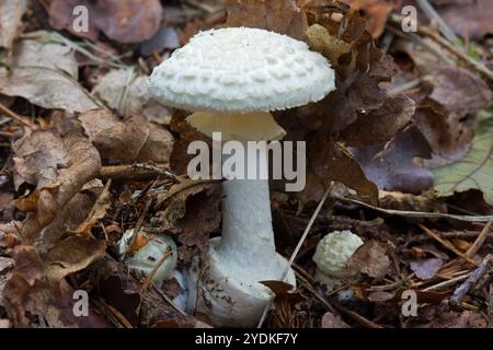 White mushroom, the False death cap, growing between fallen leaves Stock Photo