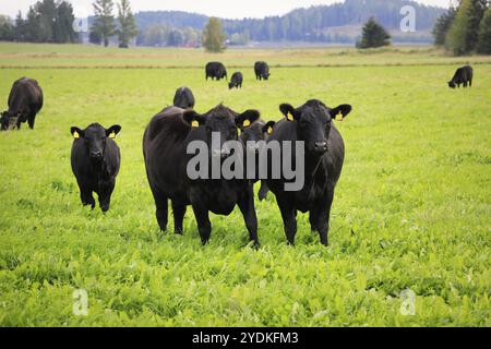 Black Aberdeen Angus cattle standing in green grassy field in Finland on a clear day of late summer. Angus is a Scottish breed of beef cattle Stock Photo