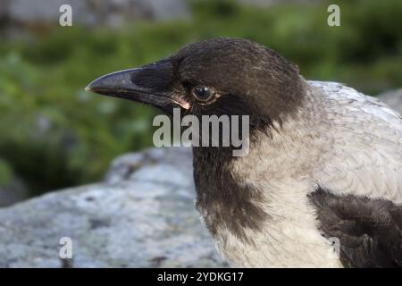 Portrait of juvenile Hooded Crow, Corvus cornix. The young bird has blue-grey eyes, flatter forehead, and red on the base of the bill Stock Photo