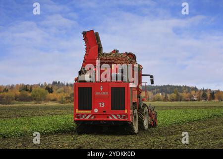 Harvesting sugar beet with Holmer Terra Dos T3 6-row beet harvester on a day of October, rear view. Salo, Finland. October 13, 2022 Stock Photo