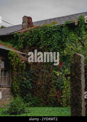 abandoned house covered with green ivy in autumn colors behind the fence Stock Photo