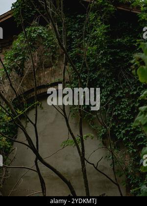 abandoned house covered with green ivy close up Stock Photo