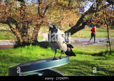 Clever Hooded Crow, Corvus cornix, perched on top of a garbage can in the park and searching for food, surviving in an urban area. Helsinki, Finland, Stock Photo