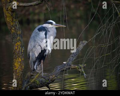 gray heron (Ardea cinerea) feeding by the pond and sitting on a tree branch Stock Photo
