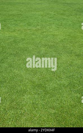 Full frame of a Meadow covered with a lush green grass Stock Photo