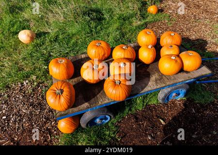 Pumpkins on trolley, Halloween, Wales, UK Stock Photo