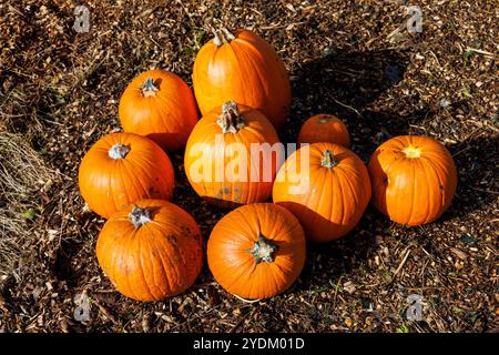 Pumpkins, Halloween, Wales, UK Stock Photo