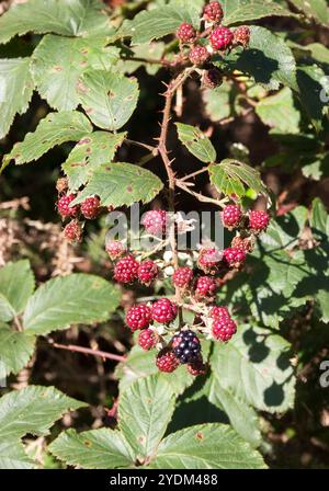 Rubus fruticosus - Bramble or Blackberry. Ripening fruit. Stock Photo