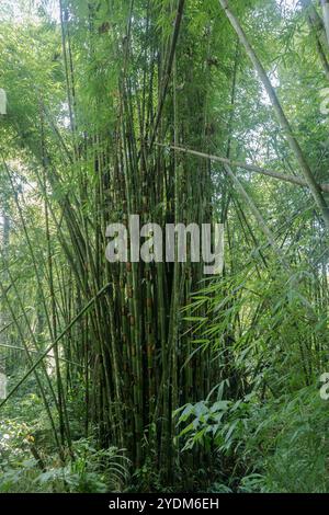 Big bamboo plants in the jungle Stock Photo