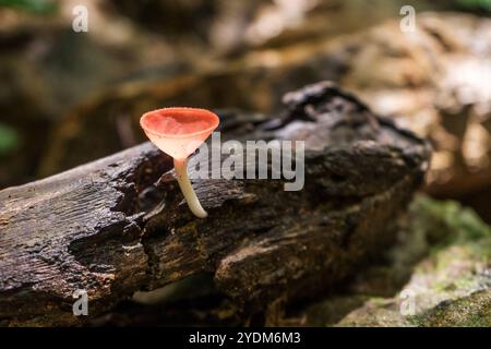 Red cup mushroom on a rotten wood Stock Photo