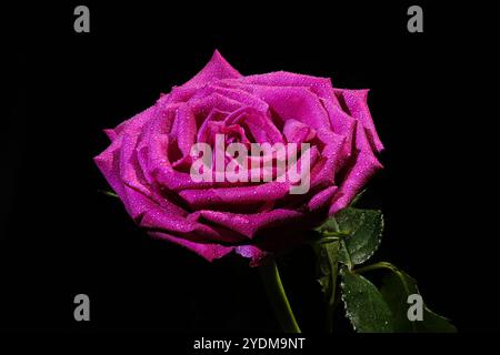 Fresh bright pink rose with water drops on black background close-up. Isolated pink flower. Concept of romance, Valentine's Day or anniversary. Stock Photo