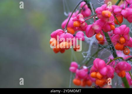 Pink and orange fruits with seeds of the common spindle shrub (Euonymus europaeus) against a blurry background, copy space, selected focus, narrow dep Stock Photo