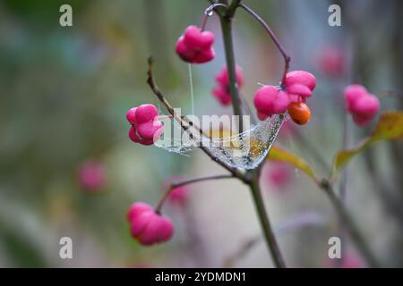 Cobweb with dew drops between pink flowers and fruits of the common spindle shrub (Euonymus europaeus), copy space, close up shot, selected focus, nar Stock Photo