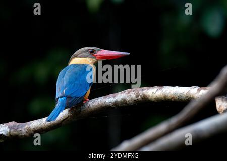 An adult Stork-billed Kingfisher (Pelargopsis capensis) perched on a branch on a river in Taman Negara National Park, Malaysia, with dark background Stock Photo