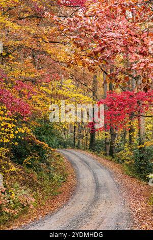 Winding road through vibrant fall foliage in Pisgah National Forest, Brevard, North Carolina, USA Stock Photo