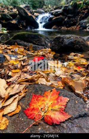 Close-up of colorful maple leaf by a rocky cascade in Pisgah National Forest, Brevard, North Carolina, USA Stock Photo