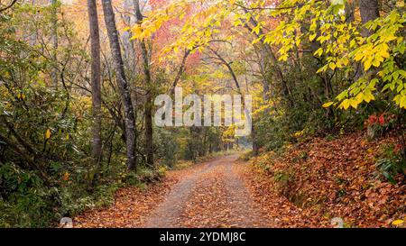 Trail through vibrant fall foliage in Pisgah National Forest, Brevard, North Carolina, USA Stock Photo