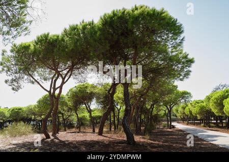 Pine trees with vibrant green tops creating a peaceful natural walkway. Stock Photo
