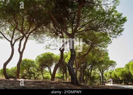 Curved pines stretching towards the sky in a serene woodland scene. Stone pines Stock Photo