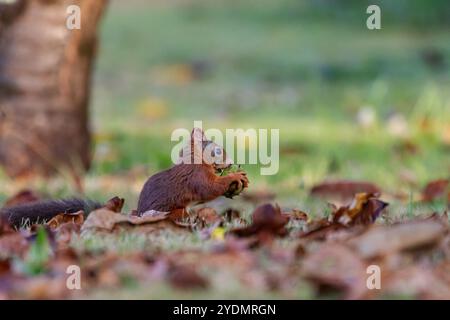 A European Red squirrel (Sciurus vulgaris) foraging for walnuts on autumn leaf covered ground. Stock Photo