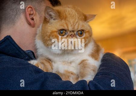 Lynwood, Washington, USA.   Smush, an Exotic Short-hair cat being held by a man Stock Photo