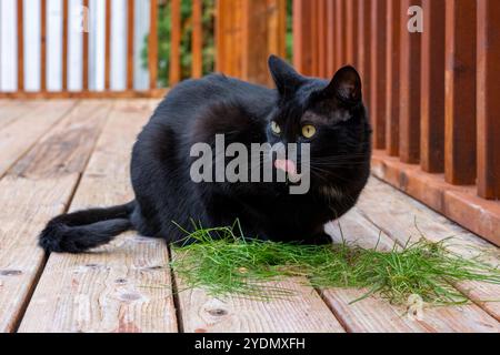 Lynwood, Washington, USA.   Mr. Pickles, a domestic short-hair cat on a wooden deck with a pile of freshly pulled grass Stock Photo