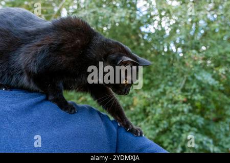 Lynwood, Washington, USA.   Mr. Pickles, a domestic short-hair cat climbing down a man's arm Stock Photo