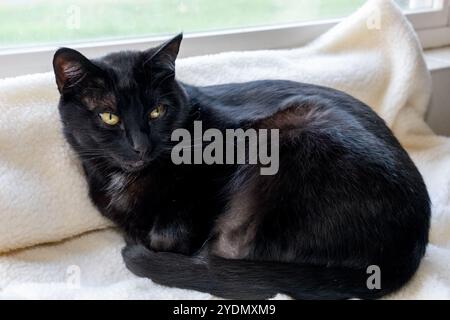 Lynwood, Washington, USA.   Mr. Pickles, a domestic short-hair cat about to fall asleep on a blanket by the window Stock Photo