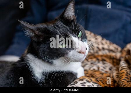 Lynwood, Washington, USA.   Momo, a domestic short-hair cat resting on a blanket Stock Photo