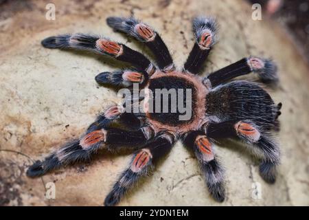 Red Knee Tarantula (Brachypelma smithi) viewed from above sitting on a rock. Stock Photo