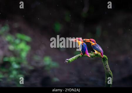 An Oriental dwarf kingfisher perched on top of a tree branch in the deep jungles on the outskirts of Panvel, Maharastra on a rainy monsoon day Stock Photo