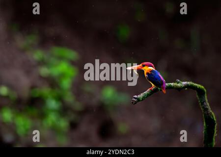 An Oriental dwarf kingfisher perched on top of a tree branch in the deep jungles on the outskirts of Panvel, Maharastra on a rainy monsoon day Stock Photo